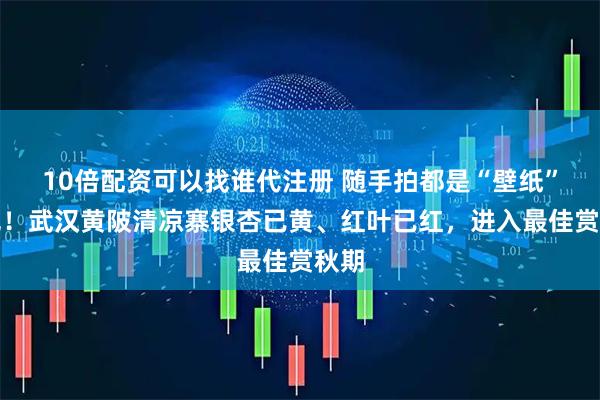 10倍配资可以找谁代注册 随手拍都是“壁纸”风光!武汉黄陂清凉寨银杏已黄、红叶已红,进入最佳赏秋期