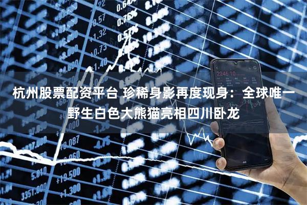 杭州股票配资平台 珍稀身影再度现身：全球唯一野生白色大熊猫亮相四川卧龙